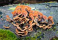 93 False turkey-tail - Golden curtain crust - Stereum ostrea - 02 uploaded by NorbertNagel, nominated by Tomer T