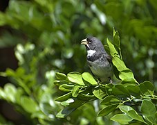 Flickr - Dario Sanches - COLEIRINHO (Sporophila caerulescens) (2).jpg