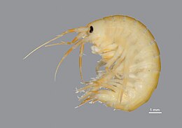 Gammarus desperatus 7544814.jpg