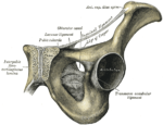 Symphysis pubica exponerad genom ett koronalsnitt.[1]