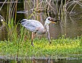 Image 75Great blue heron lurching its head back to swallow a brown watersnake in Green Cay Wetlands