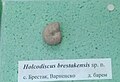 en:Holcodiscus brestakensis sp.n. Lower en:Barremian, en:Brestak, Cr1 3143, at the en:Sofia University "St. Kliment Ohridski" Museum of Paleontology and Historical Geology