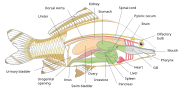 Thumbnail for Fish anatomy