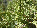 Foliage; Big Southern Butte, Idaho