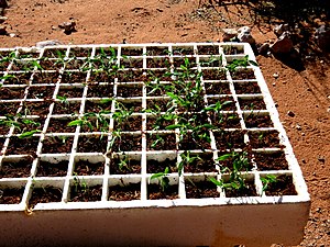 Semis de légumes destinés à des cultures hydroponiques en Namibie en février 2021.