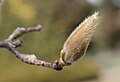 Image 88Magnolia x veitchii bud