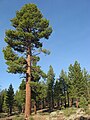 Pinus jefferyi