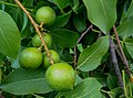 Guinep/ Mamoncillo (Melicoccus bijugatus) fruit