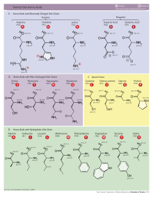 Molecular structures of the 21 proteinogenic amino acids.svg