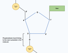 Nucleotide structure within a polynucleotide chain.png