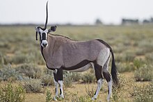 photo d'un animal de couleur marron clair et marron foncé.