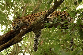 Un jaguar au repos dans un arbre