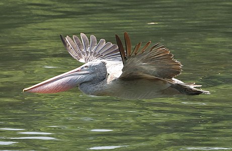 In flight, Ranganathittu, India