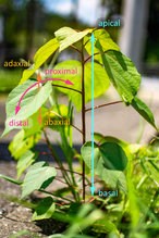 アカメガシワを例にした植物の3つの軸の説明画像