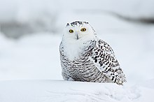 Snowy owl DSC00139 - Flickr - Silverleapers.jpg
