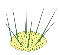 Areola de Cactaceae. En amarillo claro el vástago, en verde espinas foliares, en marrón un segundo tipo de espinas foliares encontrado en cactus opuntioides llamado gloquidio (véase en espina foliar).