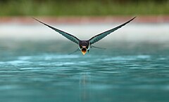 第3席 : A swallow (Hirundo rustica) drinking while flying over a swimming pool sanchezn (License: CC BY-SA 3.0)