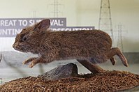 Romerolagus diazi Thỏ núi lửa (Taxidermy specimen)