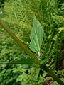 Valeriana sitchensis