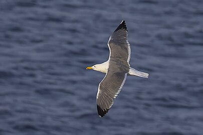 adult, Malta