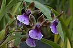 Zygopetalum maxillare