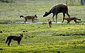 Indische Rothunde beim Angriff auf einen Sambarhirsch