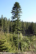 Abies alba Wisła 2.jpg