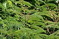 Acacia pennata di Lembah Ananthagiri, Rangareddy di Andhra Pradesh, India.