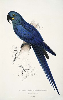 Indigoara, Anodorhynchus leari Måleri av Edward Lear, ca. 1870