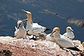 Northern Gannets at Helgoland