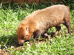 Akakuyol (Speothos venaticus)