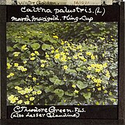Caltha palustris (Marsh Marigold, King Cup) - Theodore Green - 26 1931 16.jpg