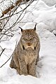 Lynx canadensis LC - least concern (ei trüüwet)