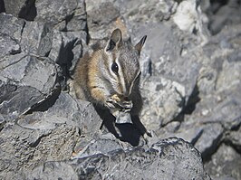 Coloradochipmunk