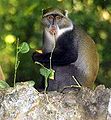 Cercopiteco dal diadema Cercopithecus mitis