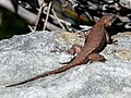 Eastern Fence Lizard