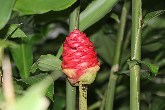 RED FLOWER Photograph: User:Visitezkpalimetg