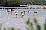 Flamingo's in het natuurgebied bij Sint Willibrordus