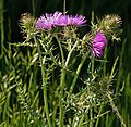 Bodlákovec skvrnitý (Galactites tomentosus)