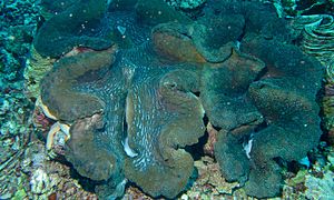 T. gigas en la isla de Bunaken, Indonesia