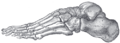 Skelet stopala − bočni aspekt