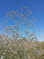 Inflorescence