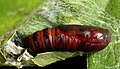 Pupa