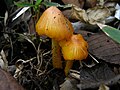 Hygrocybe flavescens