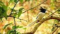 Indian paradise flycatcher