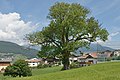 * Nomination Sweet chestnut tree (Castanea sativa) at the ' farmhouse in Albions (Lajen), South Tyrol. --Moroder 07:41, 29 July 2017 (UTC) * Promotion A bit too cut off at the top, but QI for me. Tournasol7 08:03, 29 July 2017 (UTC)