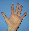Menneskehånd, set fra håndfladen.