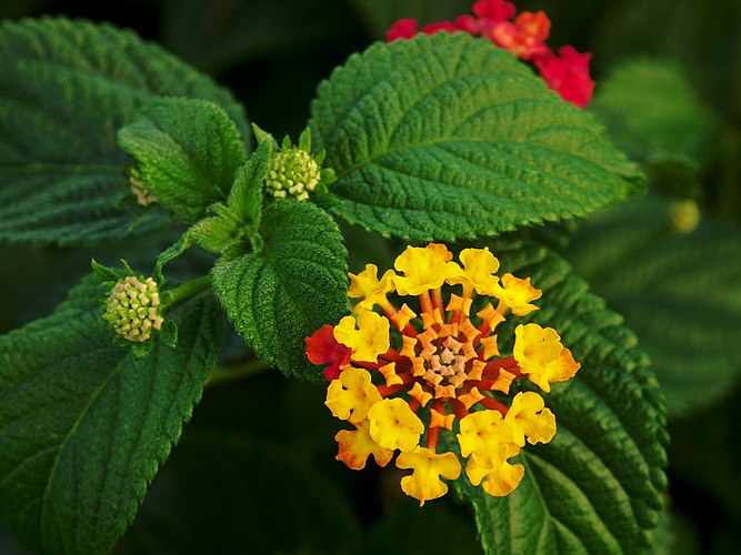 Цветки и листья лантаны шиповатой (Lantana camara).