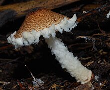 Lepiota magnispora