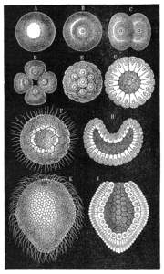 Tweelagige blastula (F, G) van Alcyonaria, bloemdieren (Monoxenia Darwinii)